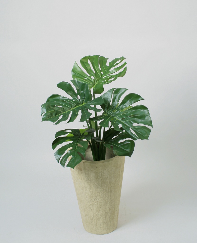 Split Leaf Philodendron