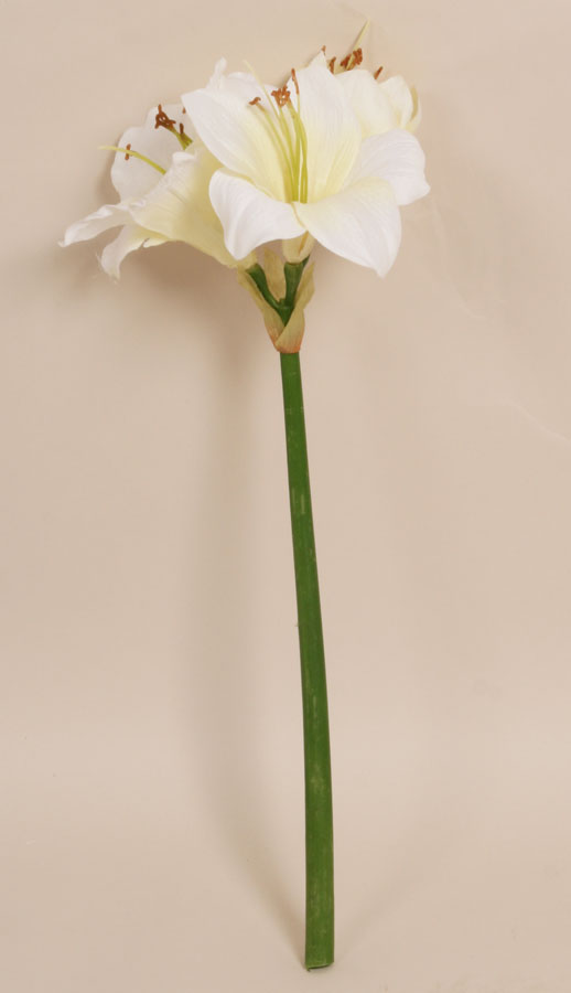 Amaryllis
