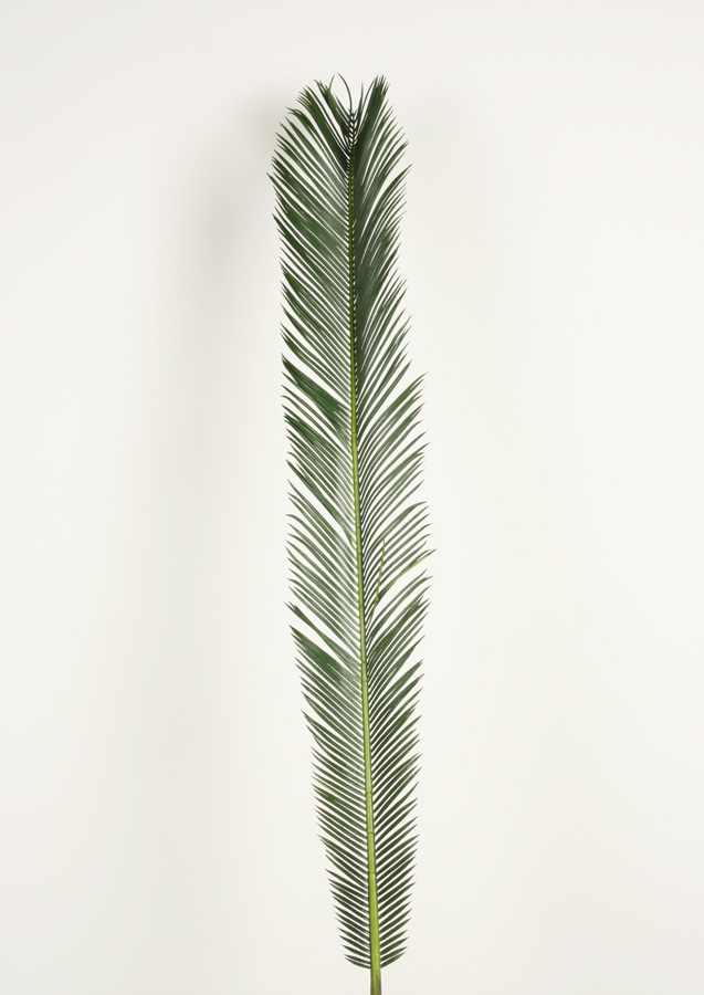 Cycas palm leaf