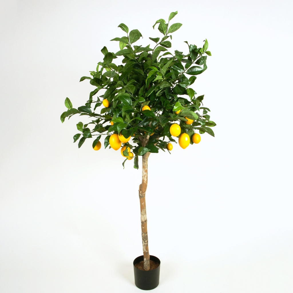 Lemon tree