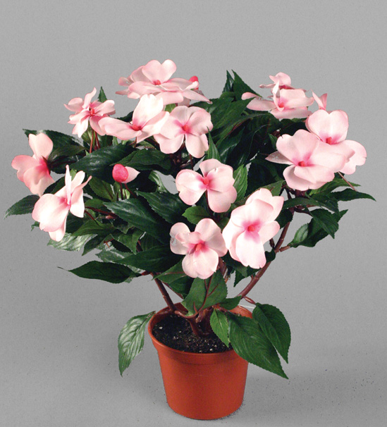 Impatiens