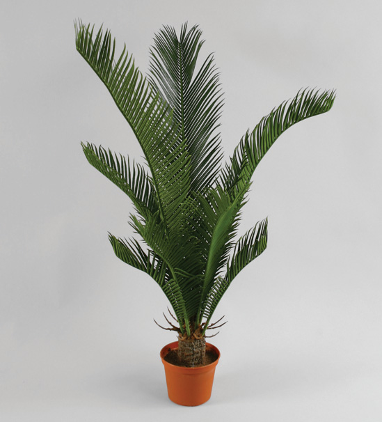 Cycas Palm