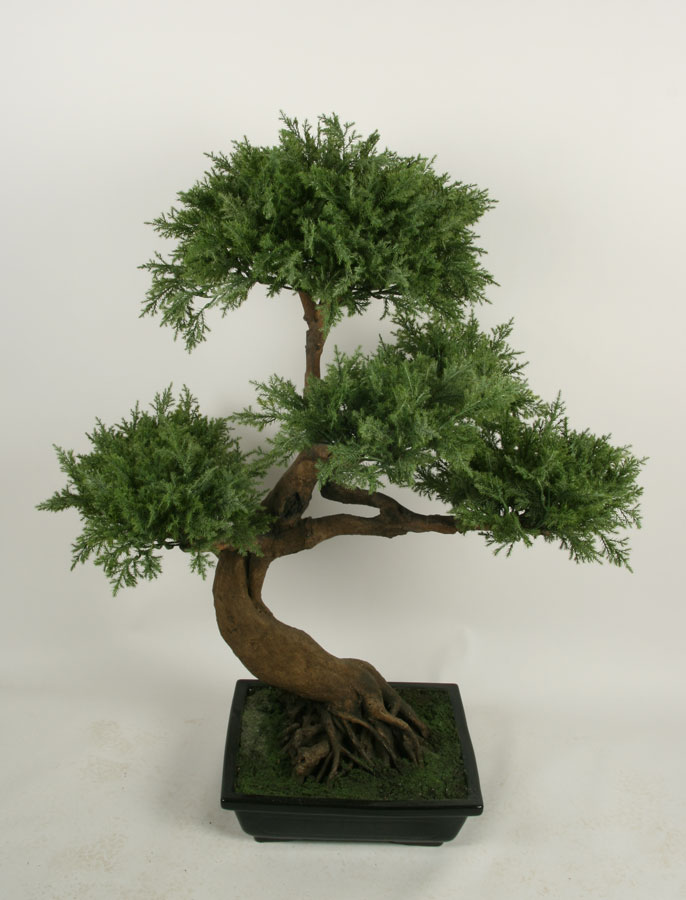 Bonsai