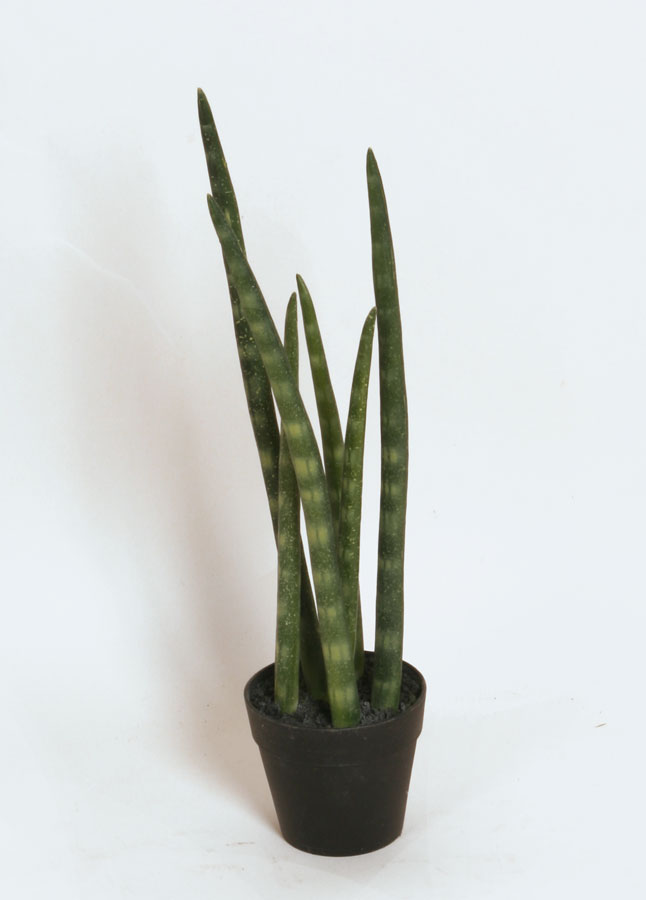 sanseveria