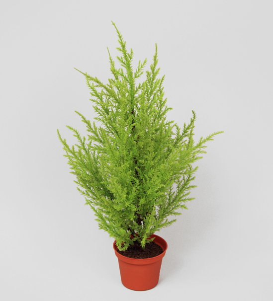 cypress yellow green