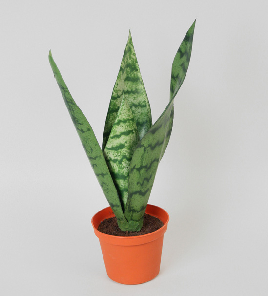 Mother-In-Law Tongue