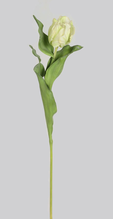 Tulip