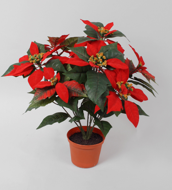 Poinsettia
