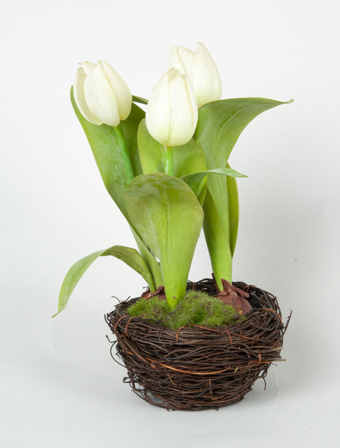 tulip in bird nest