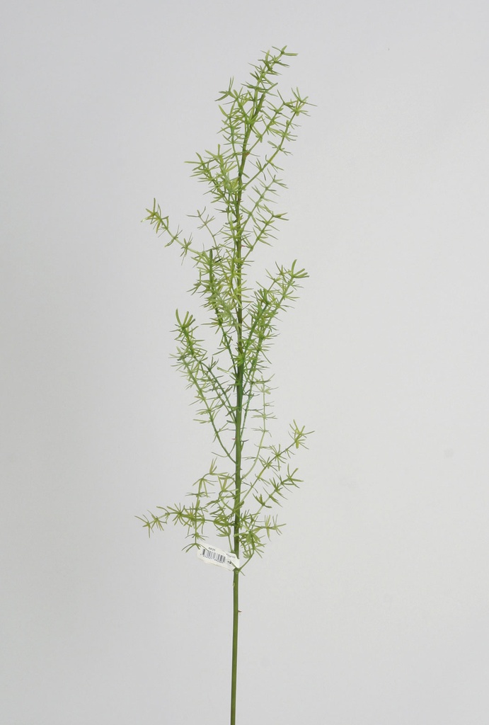 asparagus fern