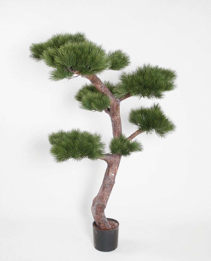 Pine Tree