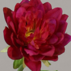 Dahlia