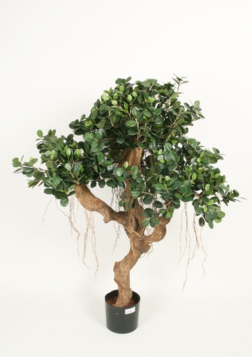 [1023-110] ficus panda 