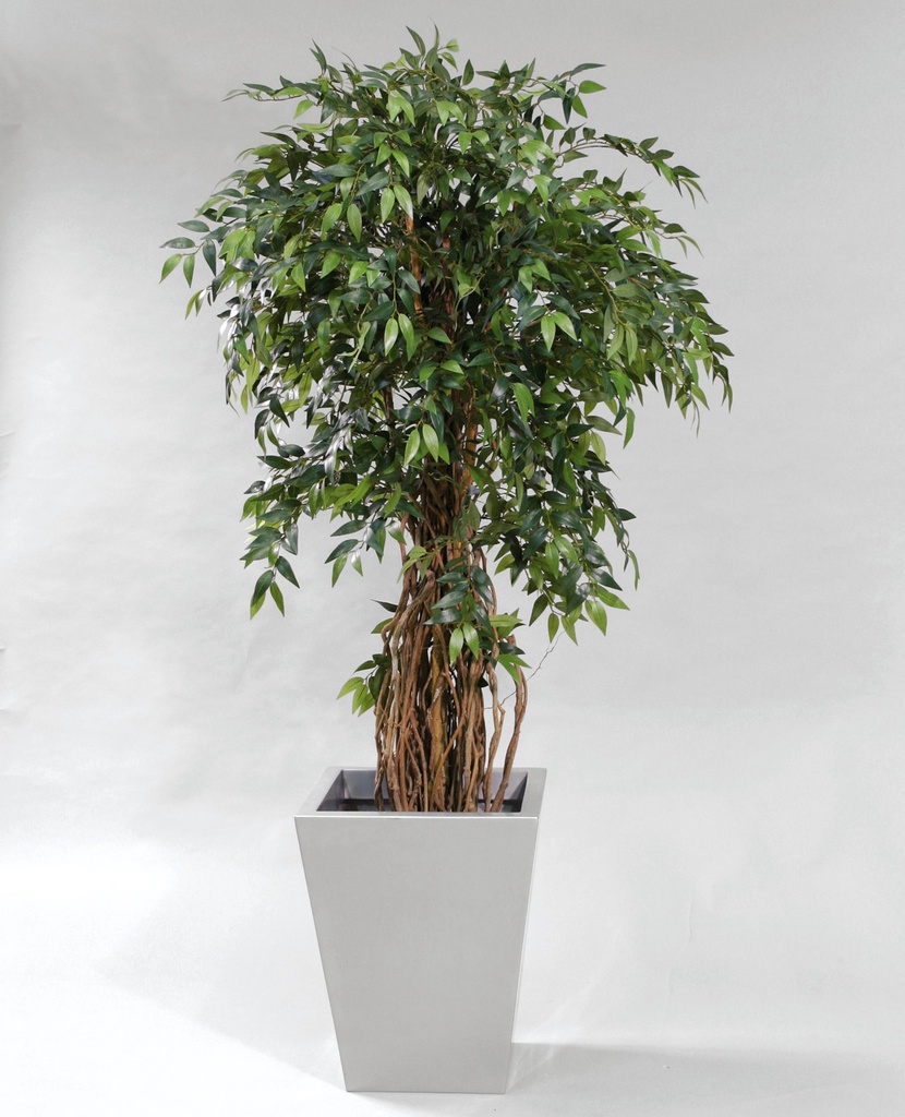 french ficus 