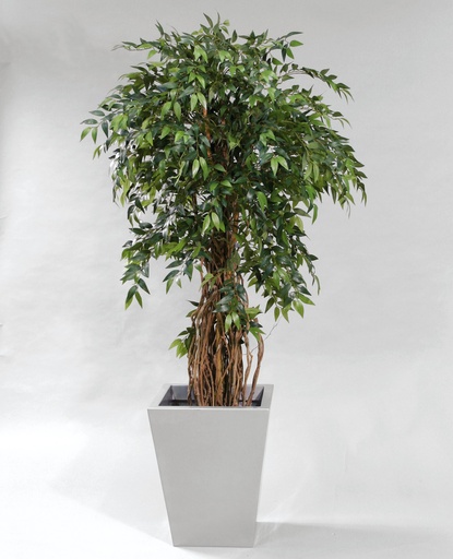 [1035-170] french ficus 