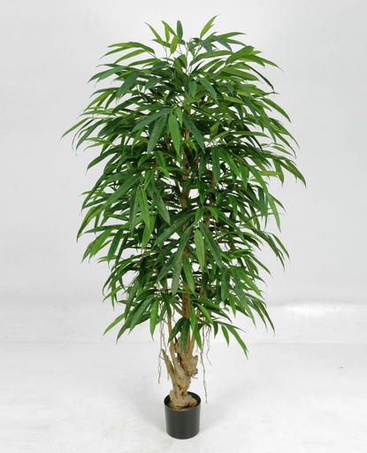 [1041-170] longifolia 