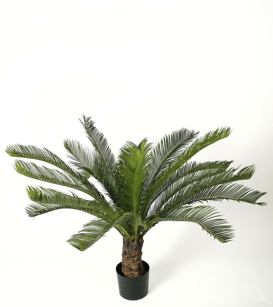 cycas palm 