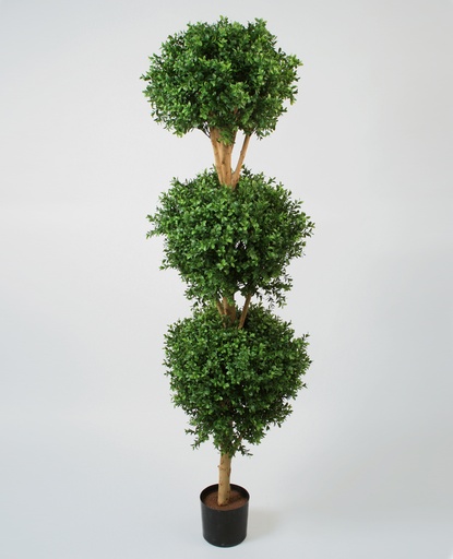 [21-170] boxwood three head 