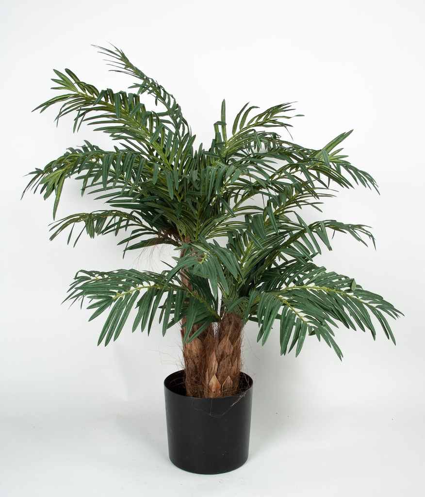 cycas palm 