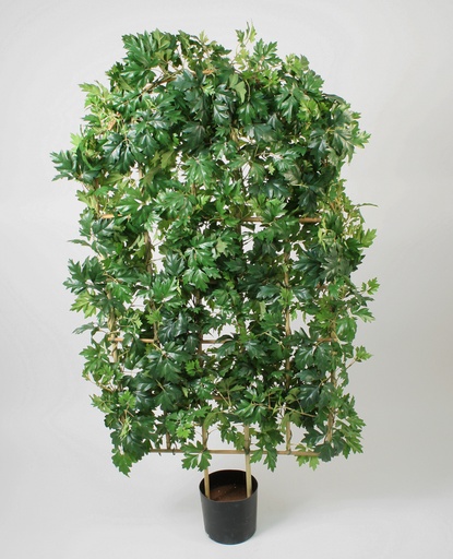 [63-150] cissus hedge 