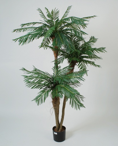 [68-190] cycas palm 