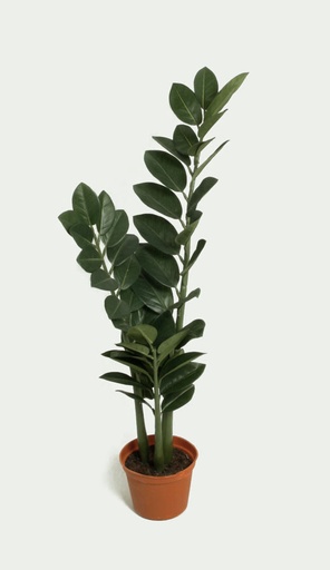 [1008-065] zamifolia 