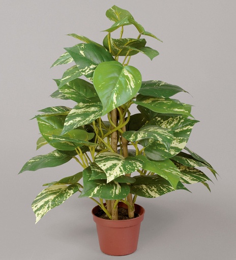 [8005-1] golden pothos 