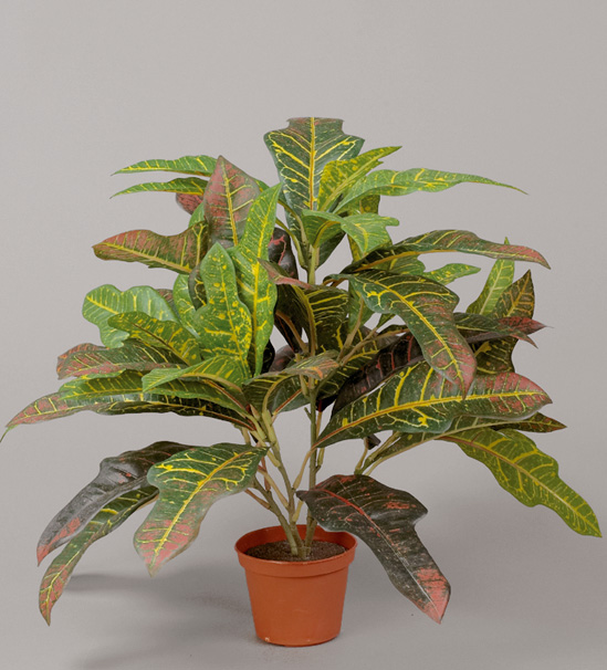 croton red 