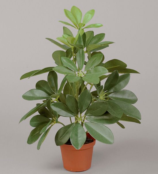 schefflera 