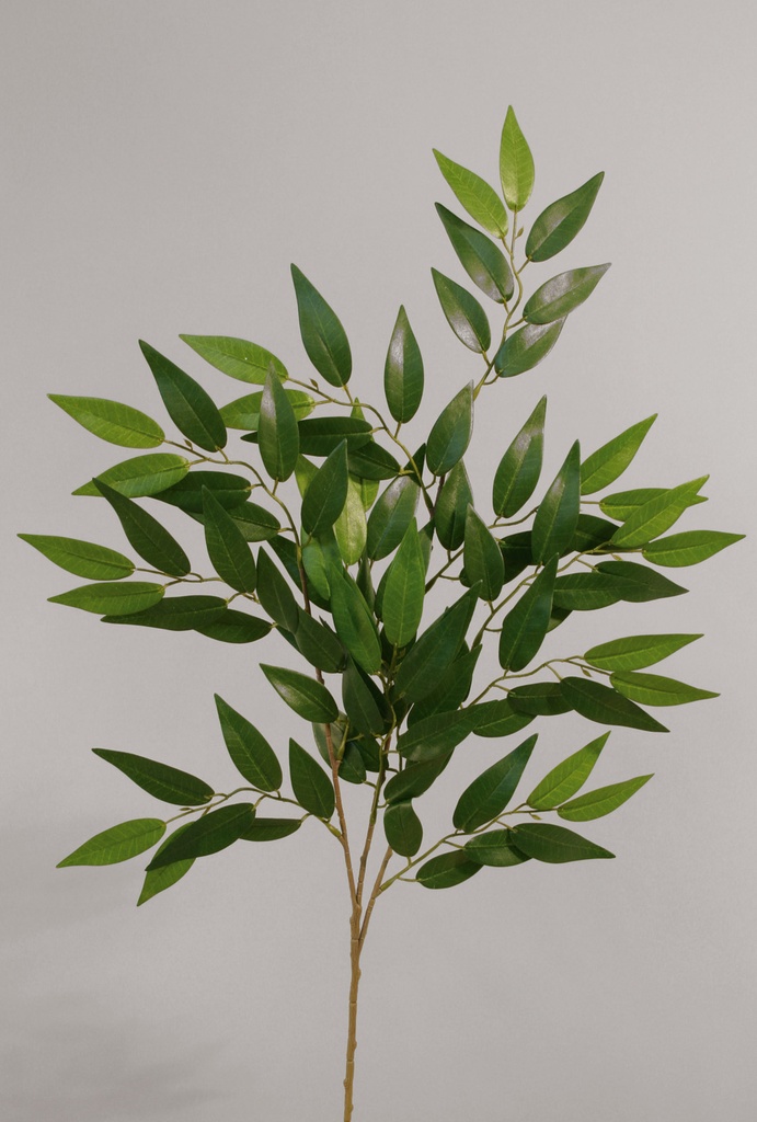 french ficus 