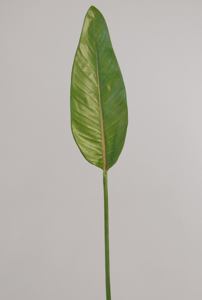 strelitzia leaf 
