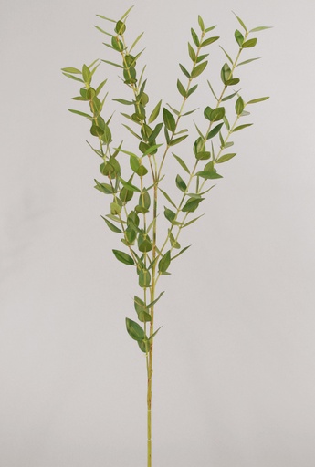 [9010] mini eucalyptus 