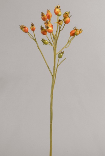 [9223] rosehip orange 