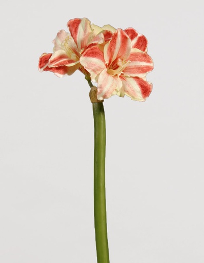 [9262] amaryllis cream pink 