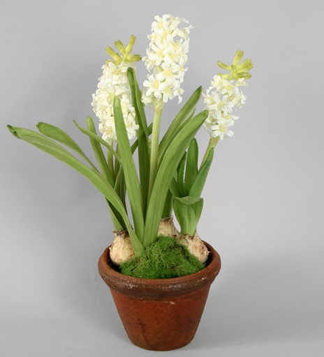 [9283] hyacinth in pot 