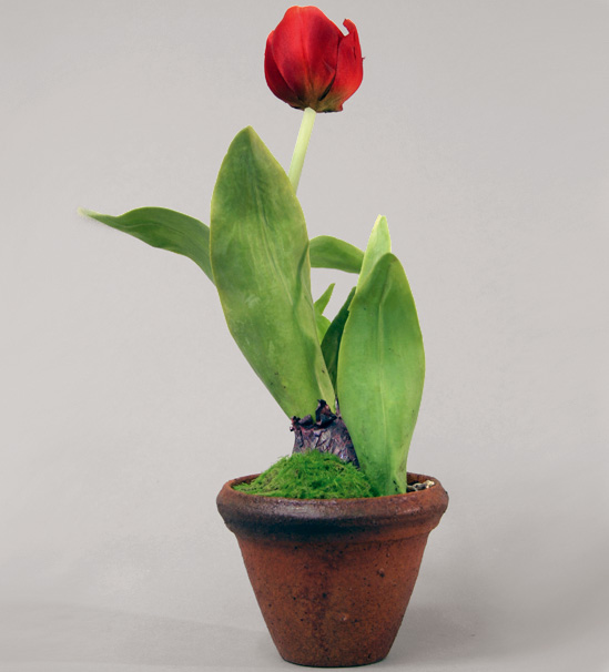 tulip in pot red 