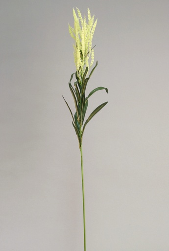 [352a] solidago canadens 