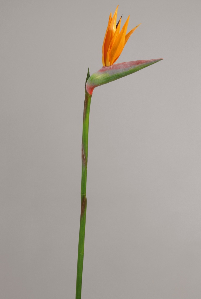 strelitzia 