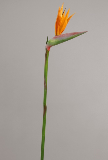 [9009-35] strelitzia 
