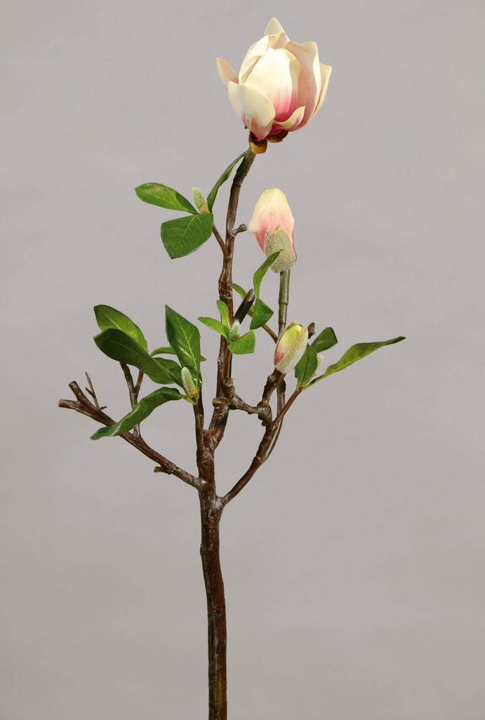 magnolia 