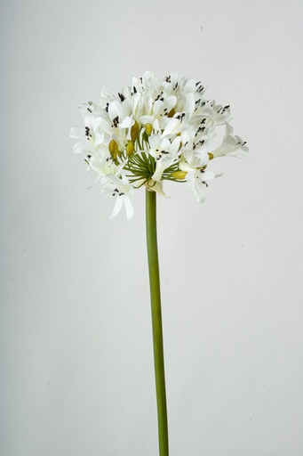 [9346] agapanthus cream 