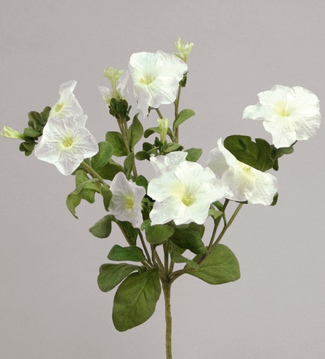 [9356] petunia cream 