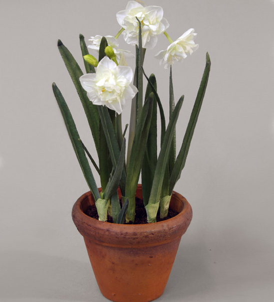 narcissus cream 