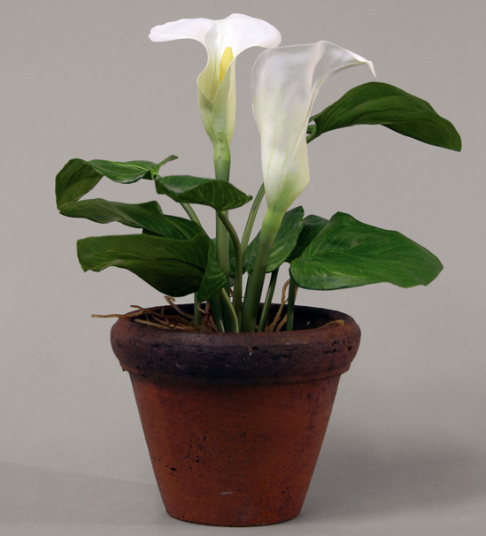 calla lily pot 