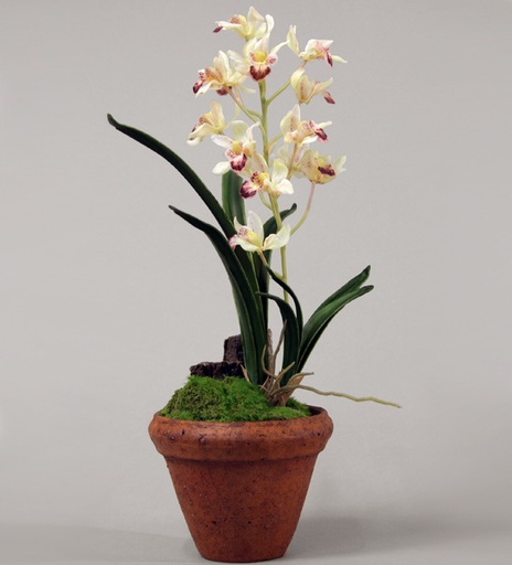 [9381] cymbidium 