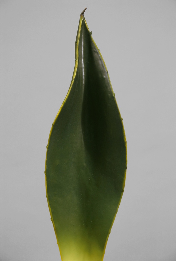 agave 