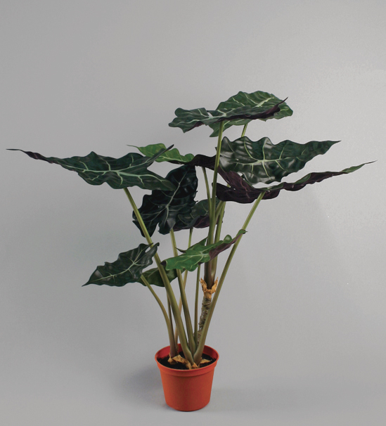 alocasia 