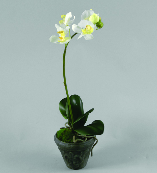 phalaenopsis cream 