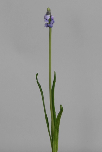 [9525] muscari 