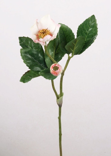 [9606] christmas rose pink 